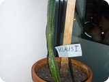 Immer mit uns: Klaus